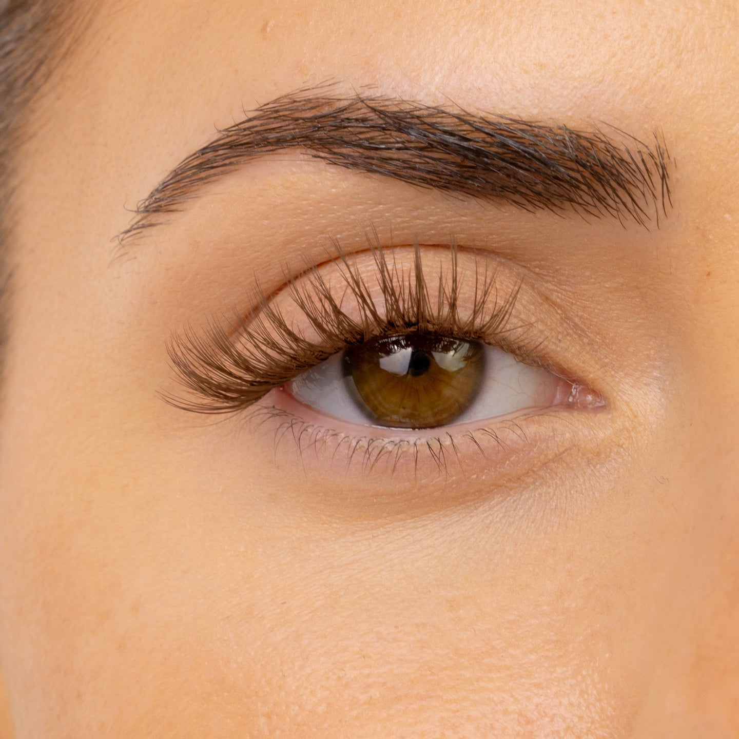 Hybrid Medium Brown