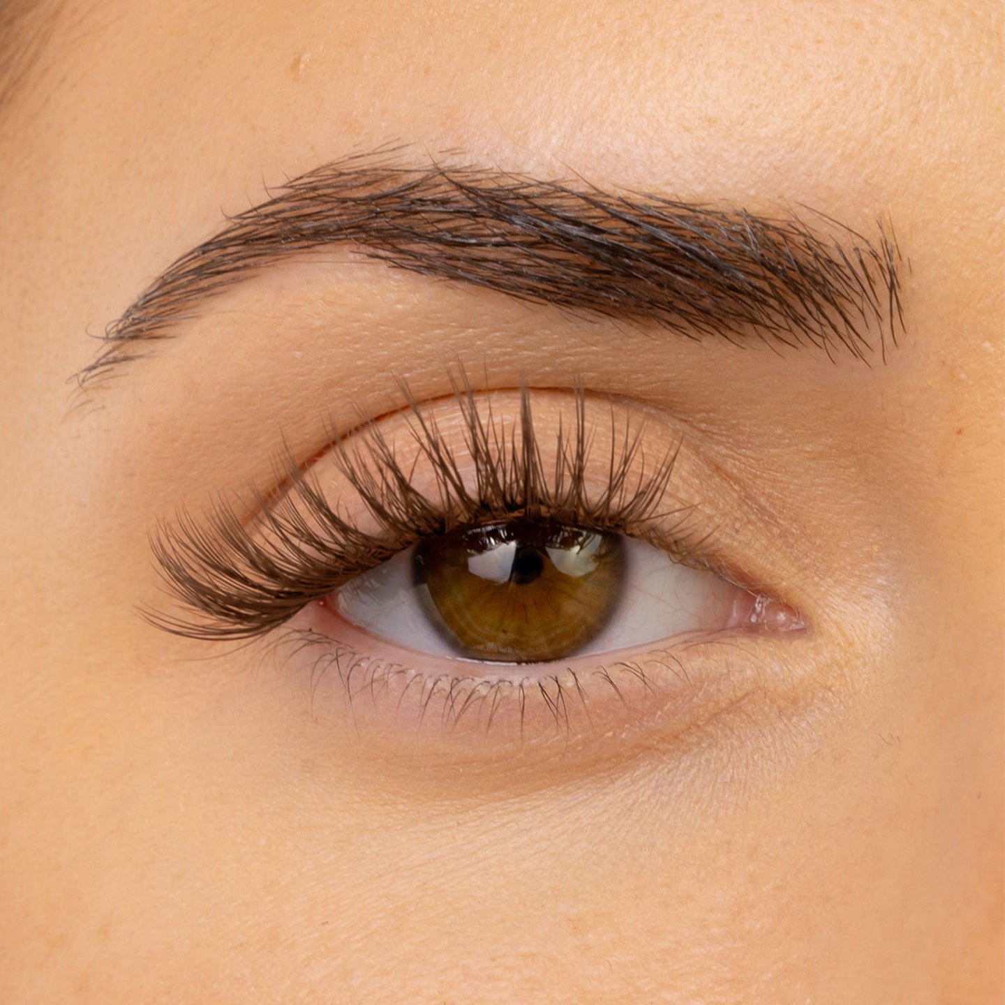 Hybrid Dark Brown
